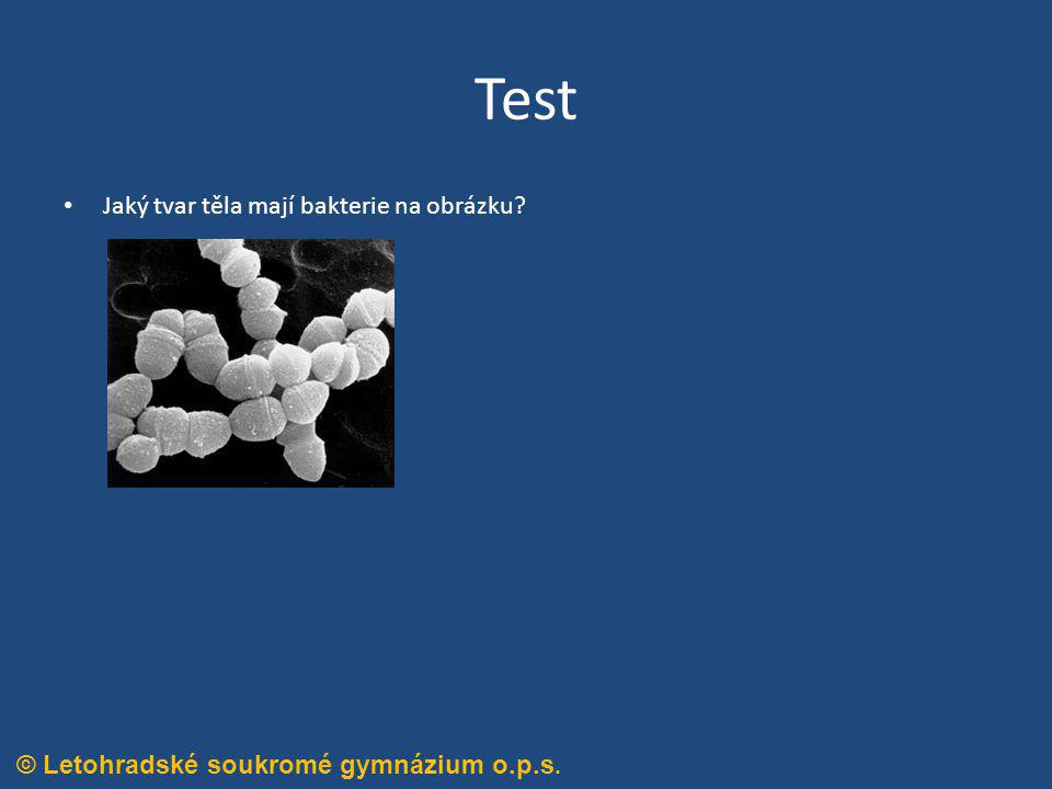 Test Jaký tvar těla mají bakterie na obrázku