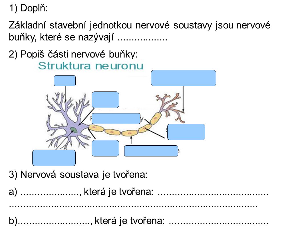 1) Doplň: Základní stavební jednotkou nervové soustavy jsou nervové buňky, které se nazývají