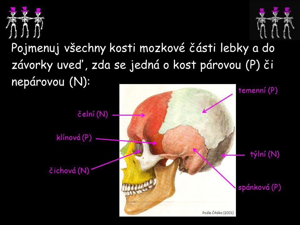 Pojmenuj všechny kosti mozkové části lebky a do závorky uveď, zda se jedná o kost párovou (P) či nepárovou (N):