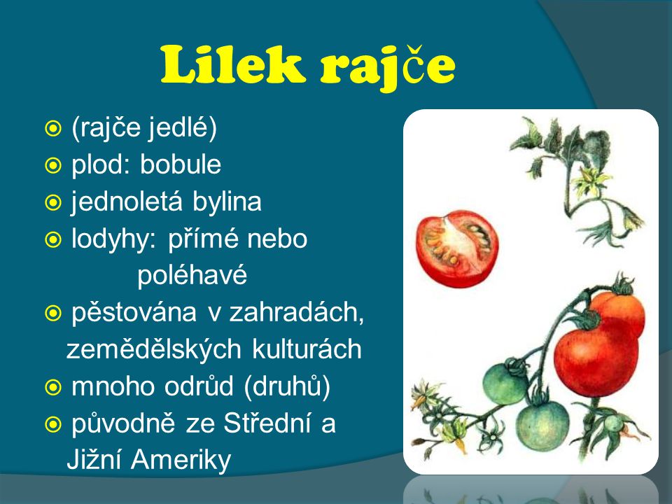 Lilek rajče (rajče jedlé) plod: bobule jednoletá bylina