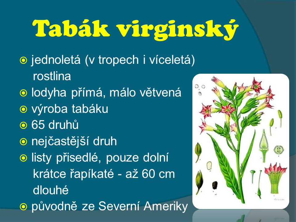 Tabák virginský jednoletá (v tropech i víceletá) rostlina