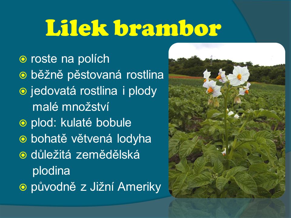 Lilek brambor roste na polích běžně pěstovaná rostlina