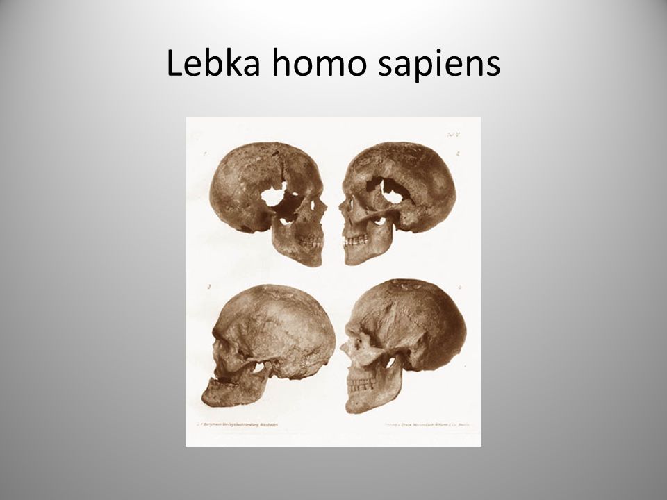Lebka homo sapiens