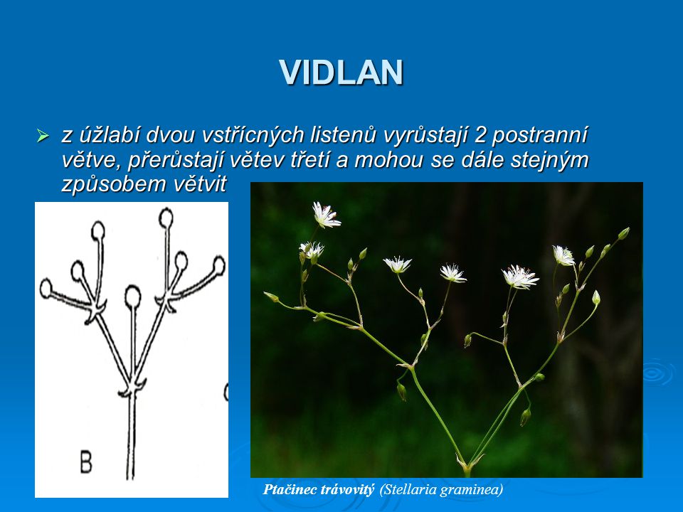 VIDLAN z úžlabí dvou vstřícných listenů vyrůstají 2 postranní větve, přerůstají větev třetí a mohou se dále stejným způsobem větvit.