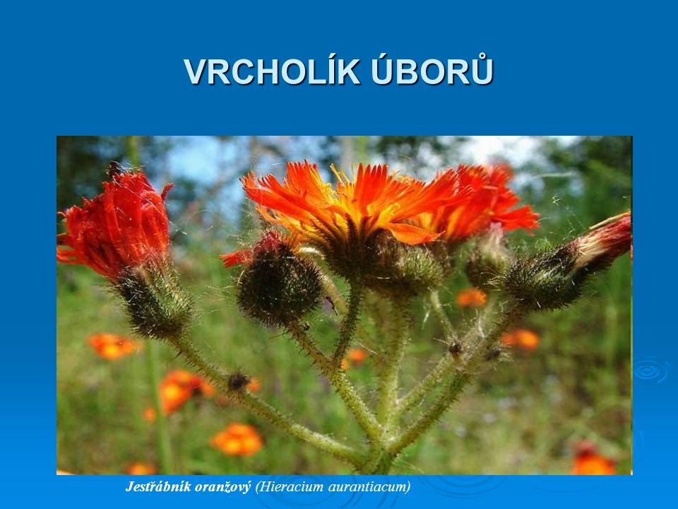 VRCHOLÍK ÚBORŮ Jestřábník oranžový (Hieracium aurantiacum)