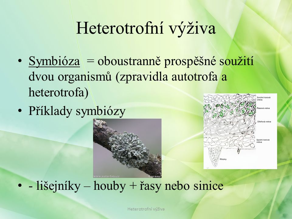 Heterotrofní výživa Symbióza = oboustranně prospěšné soužití dvou organismů (zpravidla autotrofa a heterotrofa)