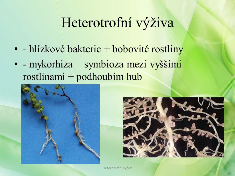 Heterotrofní výživa - hlízkové bakterie + bobovité rostliny