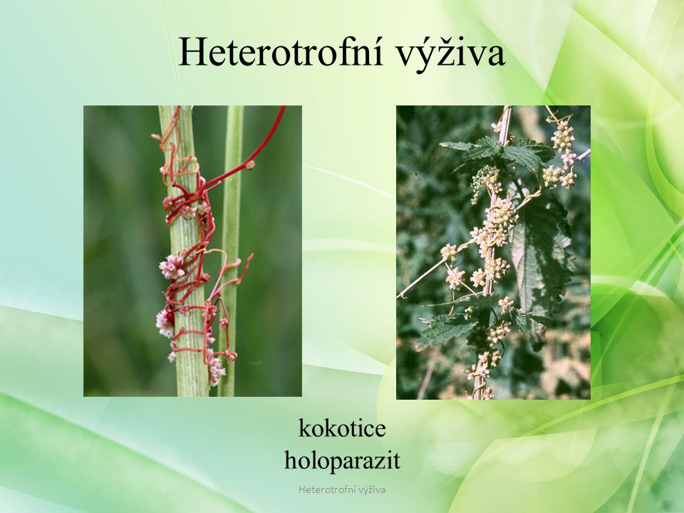 Heterotrofní výživa kokotice holoparazit Heterotrofní výživa