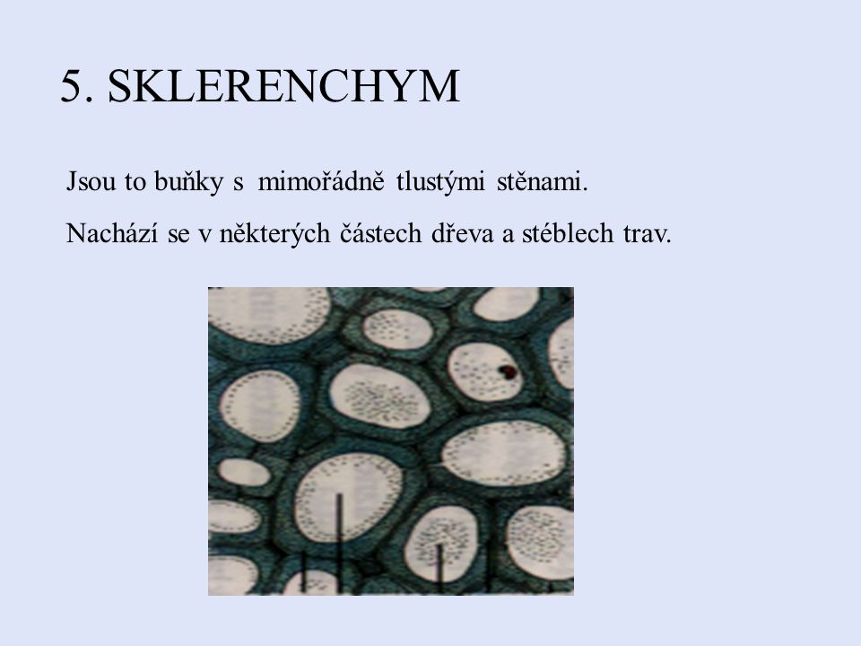 5. SKLERENCHYM Jsou to buňky s mimořádně tlustými stěnami.