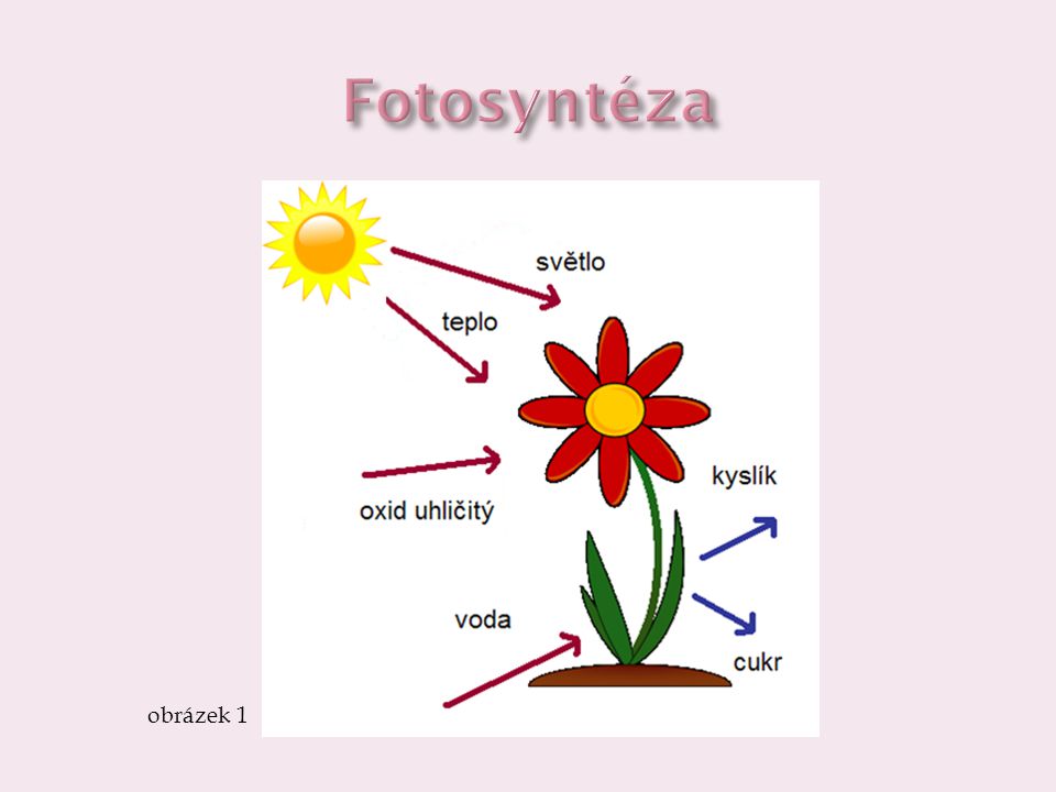 Fotosyntéza obrázek 1