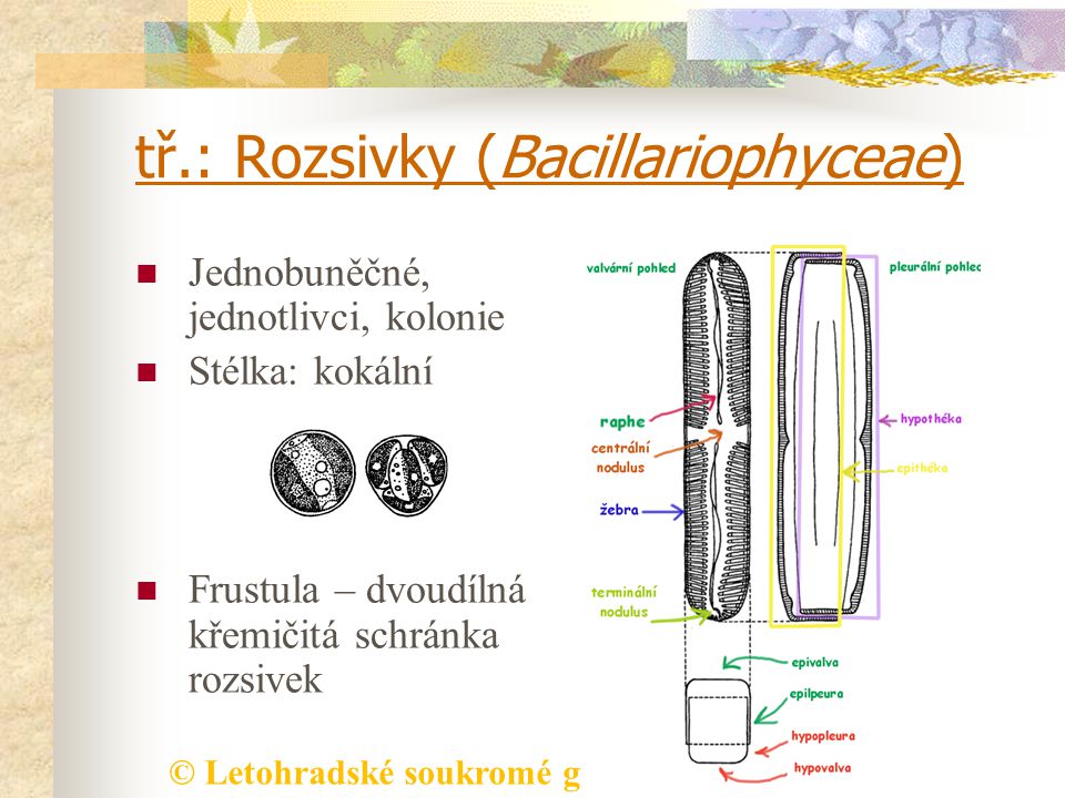 tř.: Rozsivky (Bacillariophyceae)