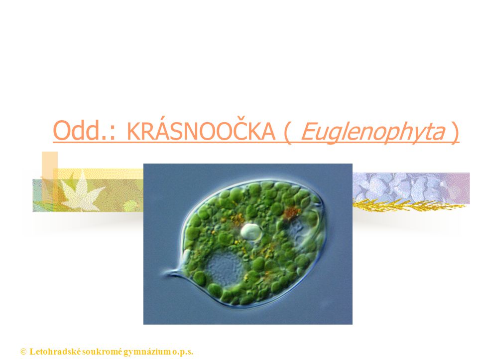 Odd.: KRÁSNOOČKA ( Euglenophyta )