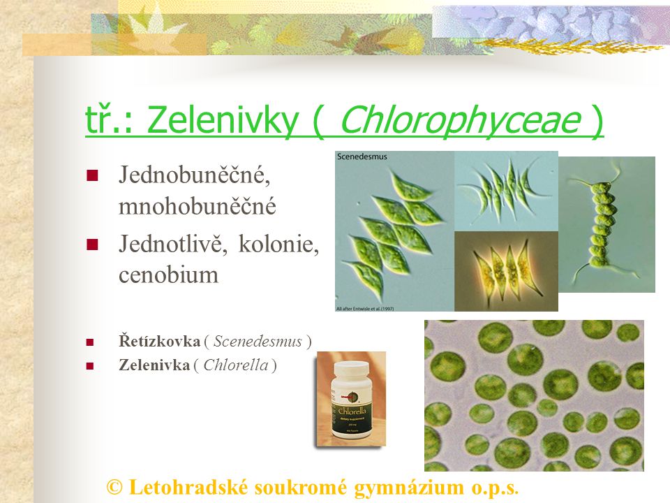 tř.: Zelenivky ( Chlorophyceae )