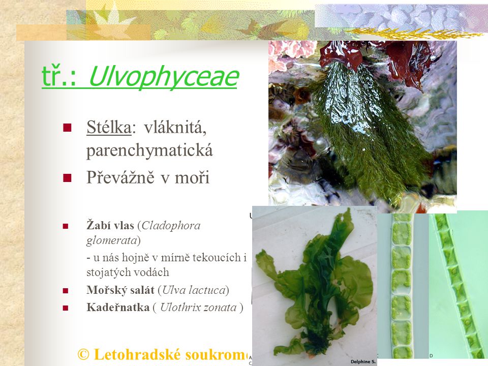 tř.: Ulvophyceae Stélka: vláknitá, parenchymatická Převážně v moři