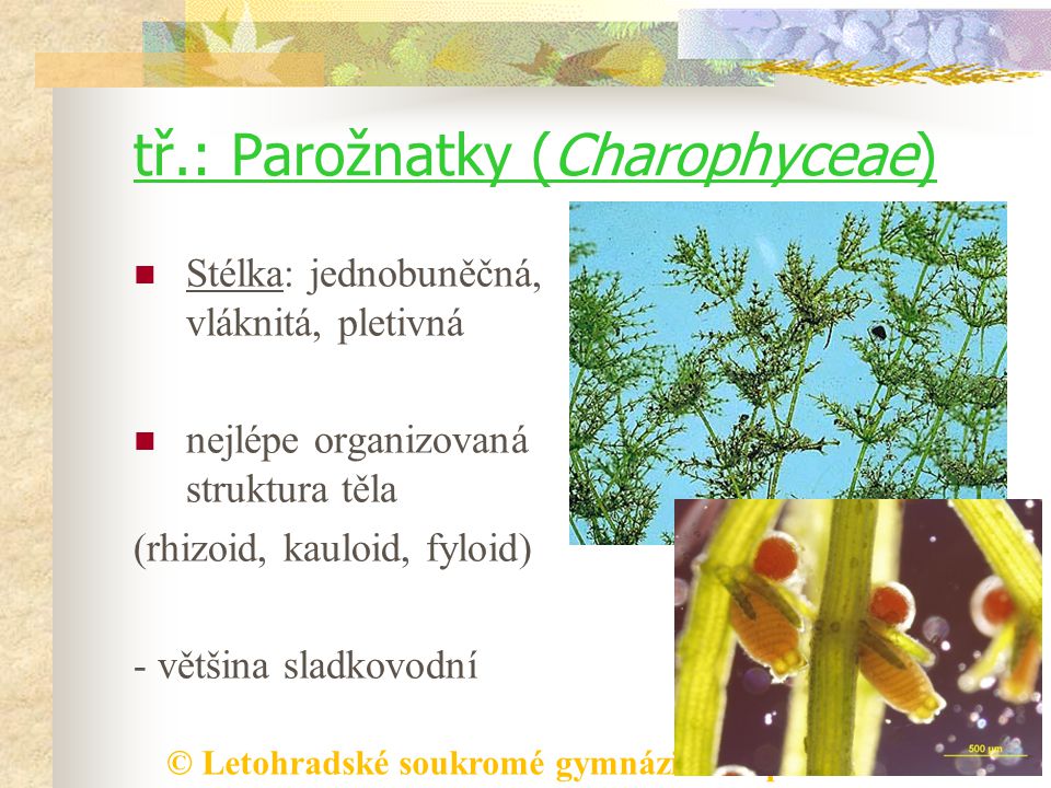 tř.: Parožnatky (Charophyceae)