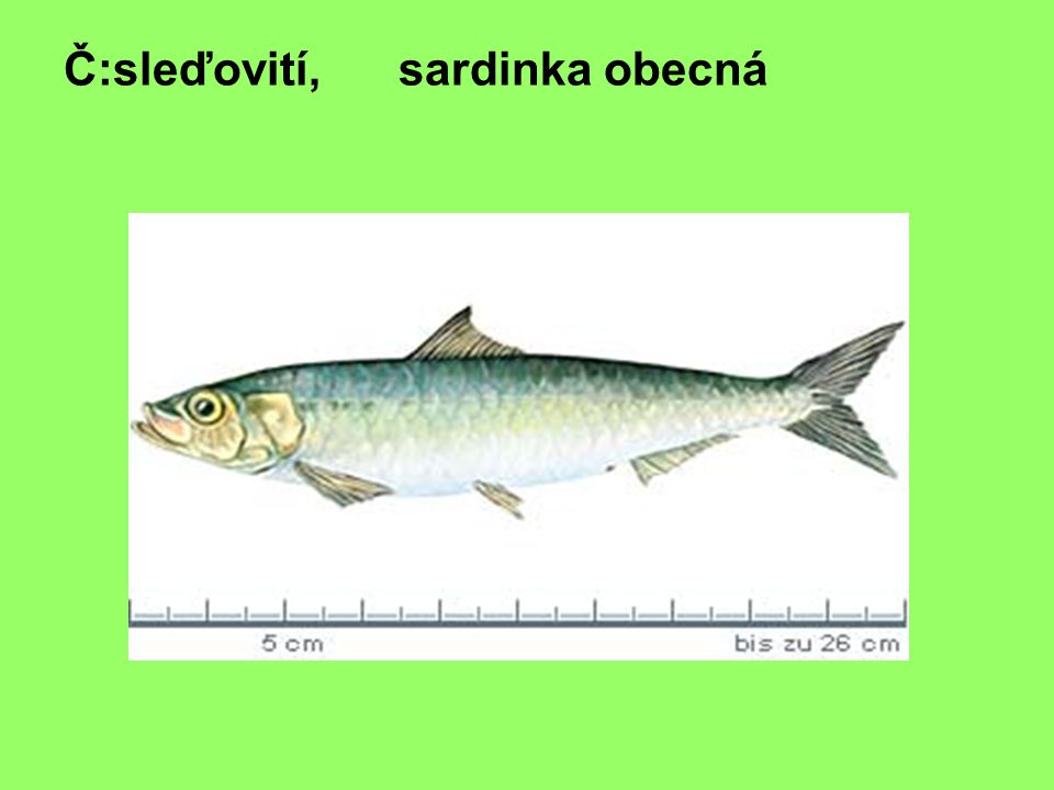 Č:sleďovití, sardinka obecná