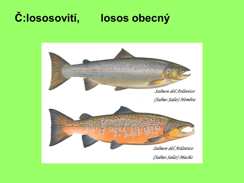 Č:lososovití, losos obecný