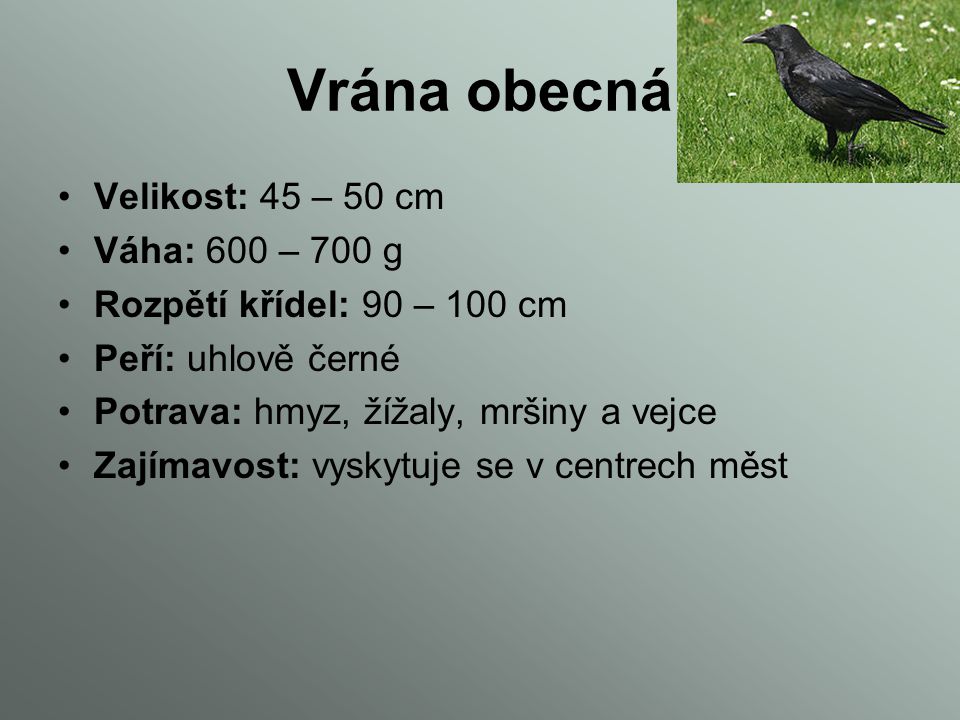 Vrána obecná Velikost: 45 – 50 cm Váha: 600 – 700 g