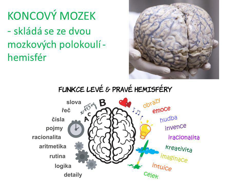 KONCOVÝ MOZEK - skládá se ze dvou mozkových polokoulí - hemisfér