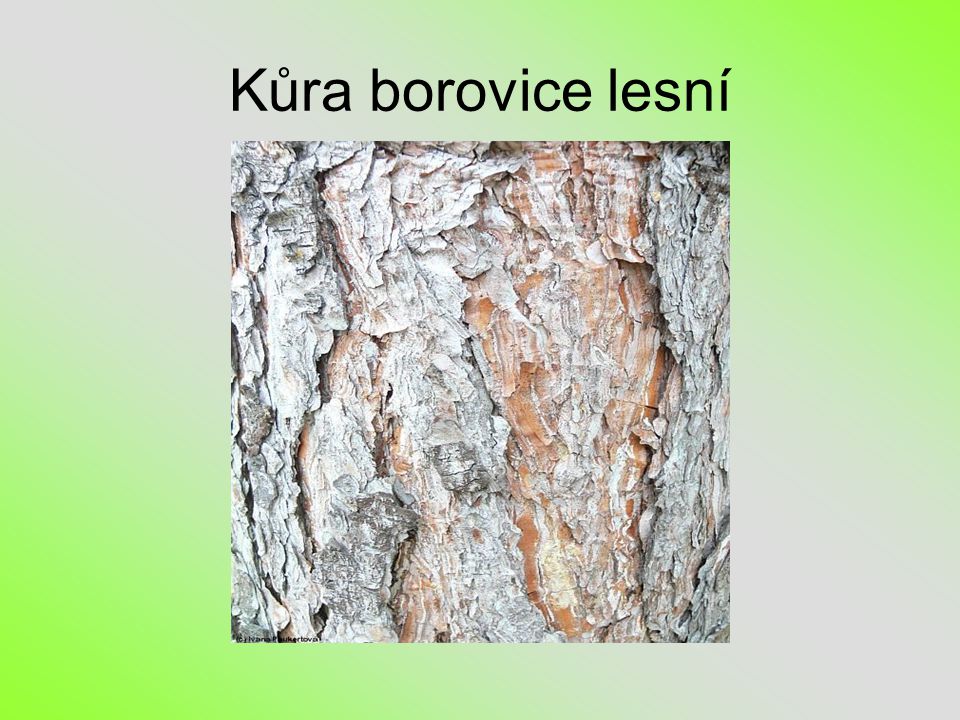 Kůra borovice lesní