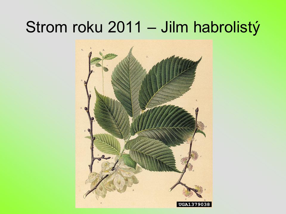 Strom roku 2011 – Jilm habrolistý