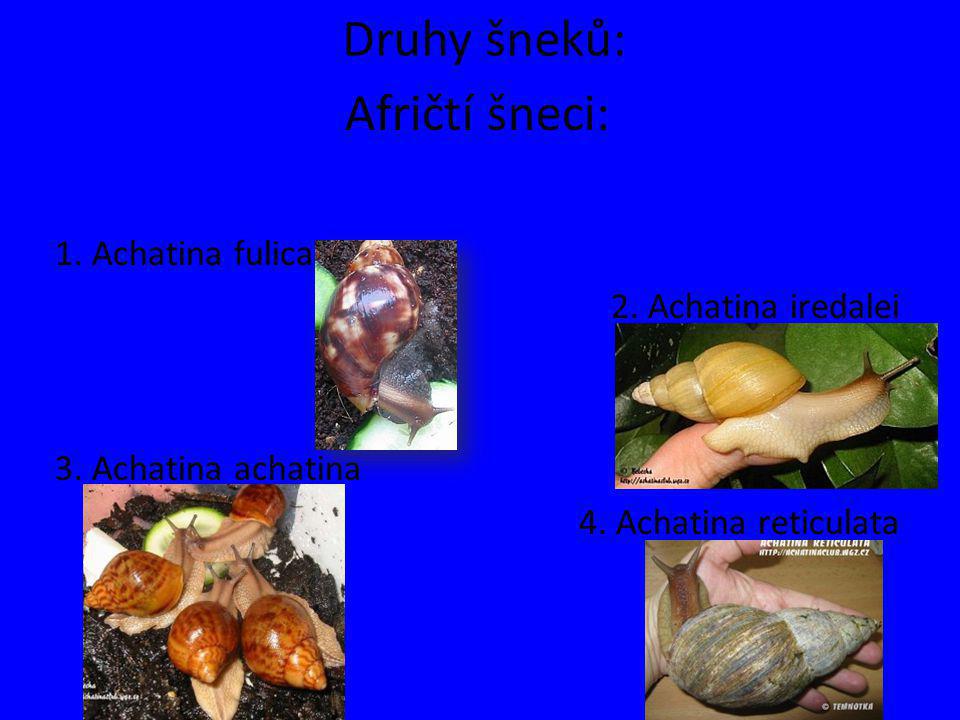 Druhy šneků: Afričtí šneci: 1. Achatina fulica 2. Achatina iredalei