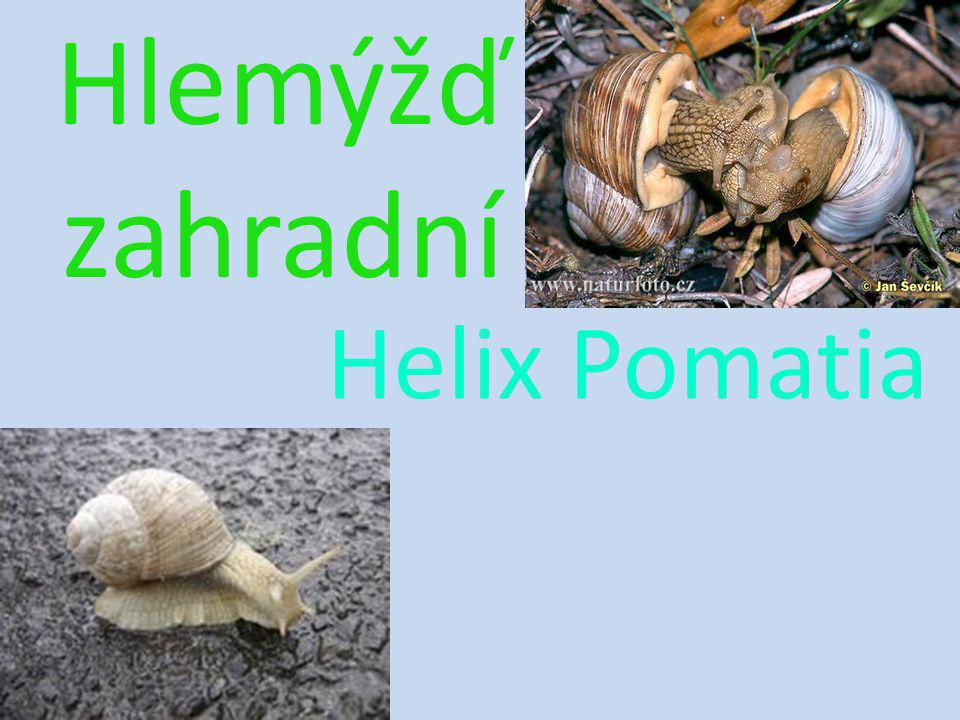 Hlemýžď zahradní Helix Pomatia
