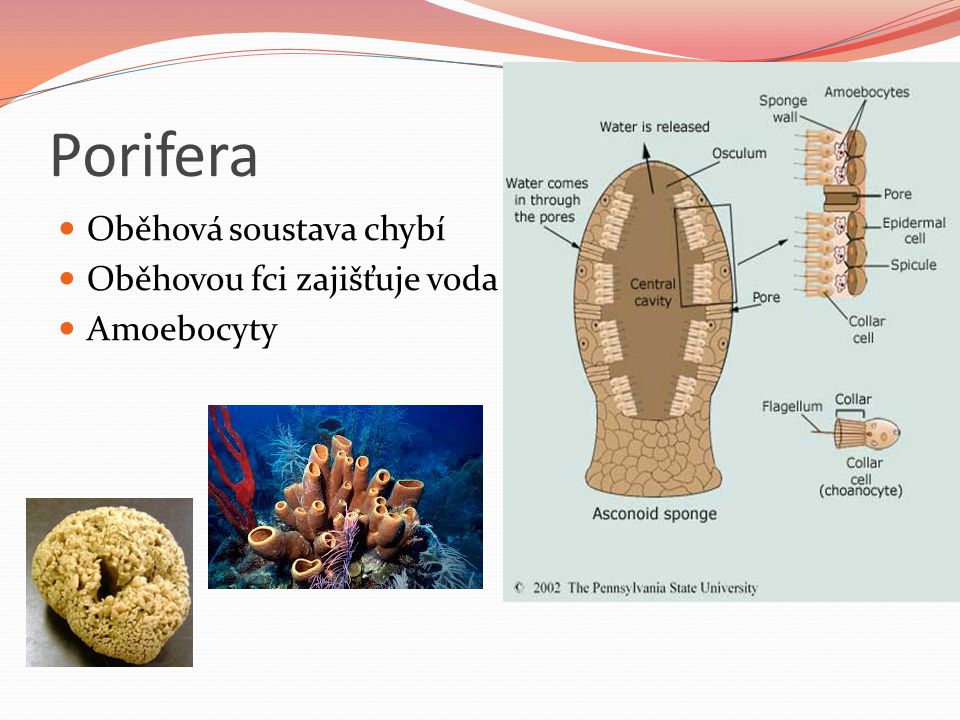 Porifera Oběhová soustava chybí Oběhovou fci zajišťuje voda Amoebocyty