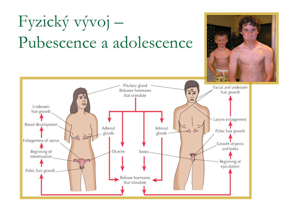 Fyzický vývoj – Pubescence a adolescence