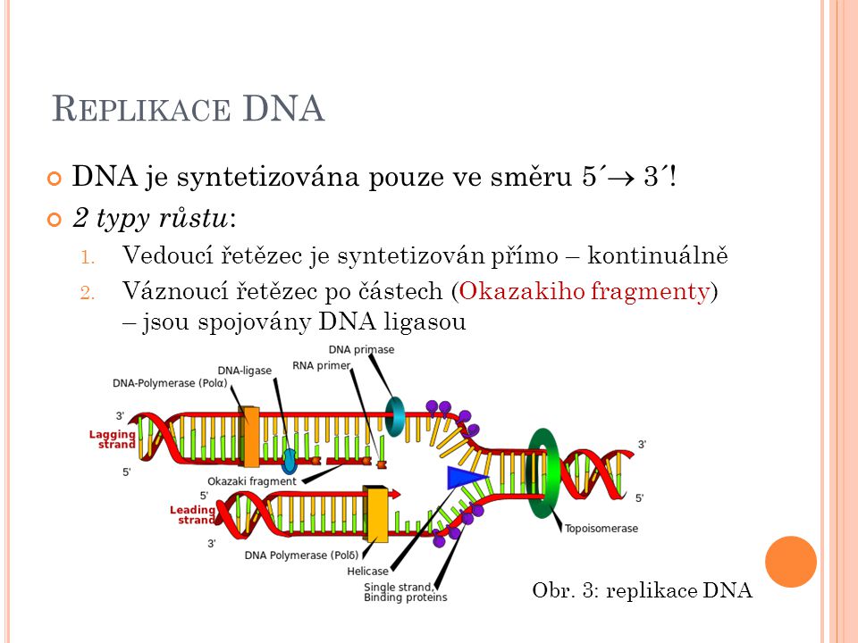 Replikace DNA DNA je syntetizována pouze ve směru 5´ 3´!