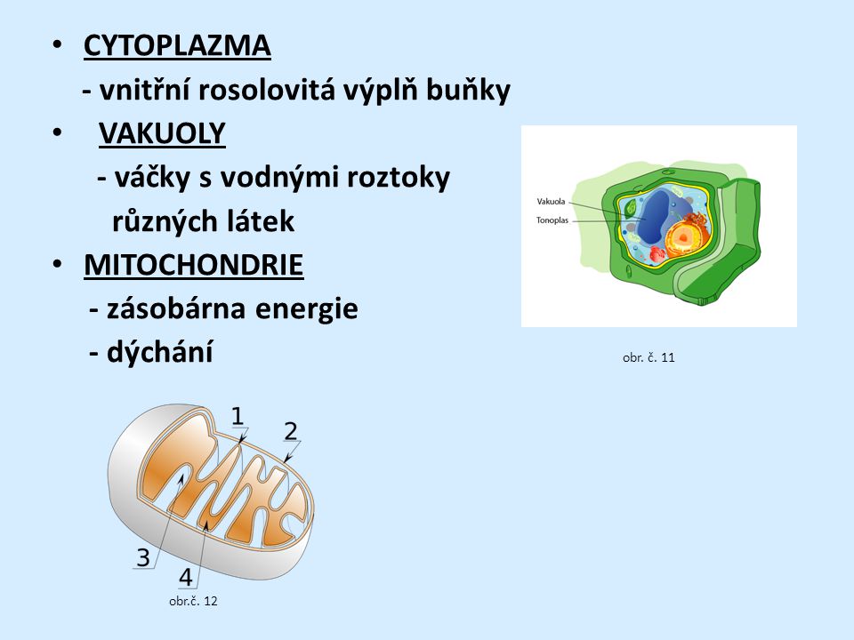 - vnitřní rosolovitá výplň buňky VAKUOLY - váčky s vodnými roztoky