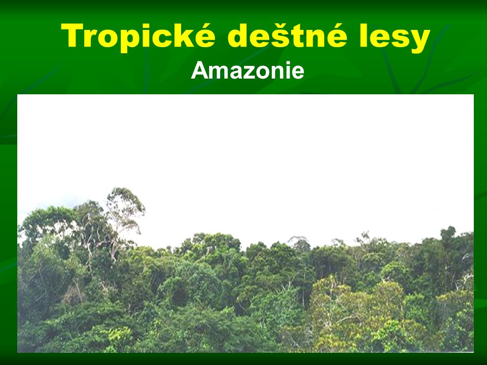 Tropické deštné lesy Amazonie