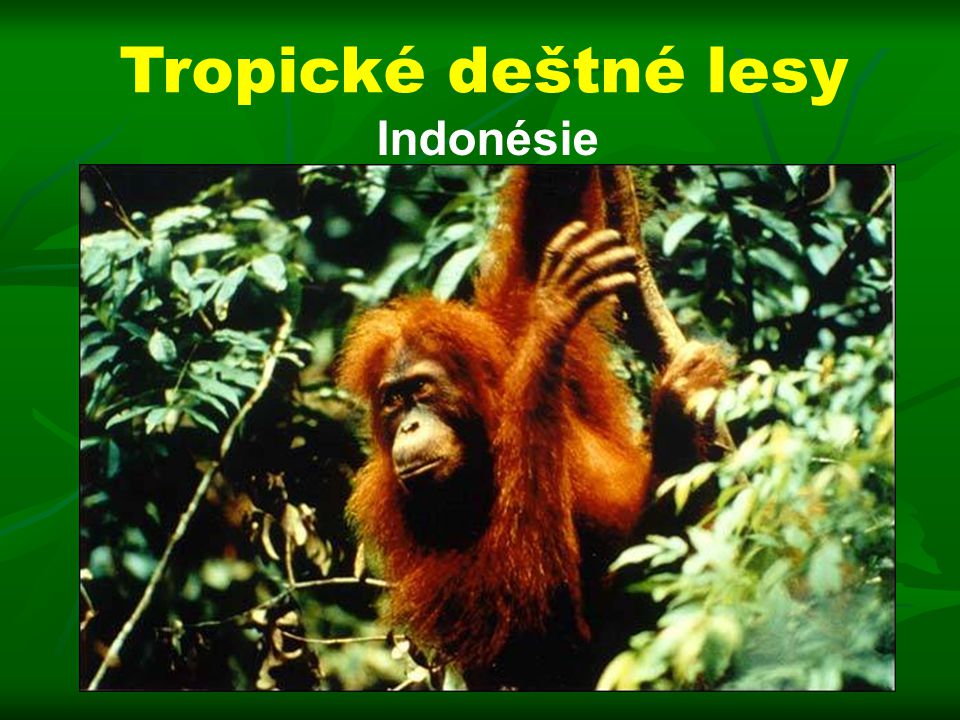 Tropické deštné lesy Indonésie