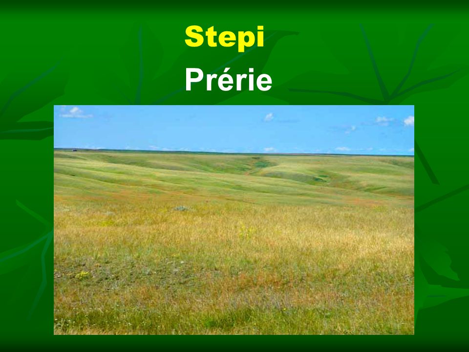 Stepi Prérie