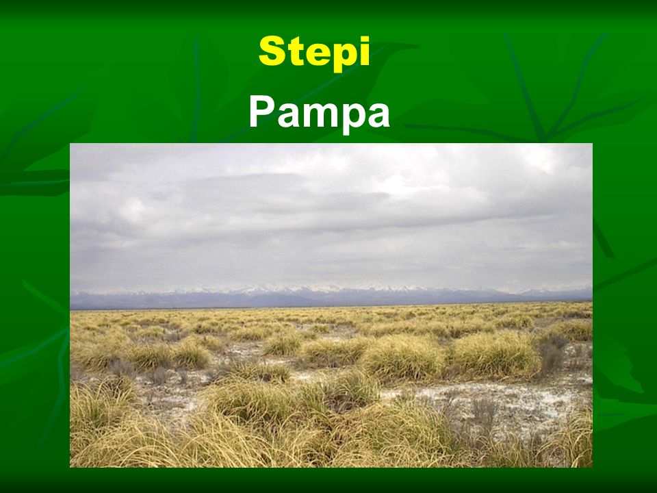 Stepi Pampa