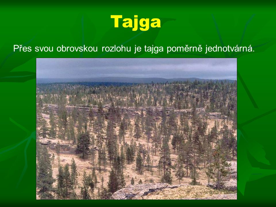 Tajga Přes svou obrovskou rozlohu je tajga poměrně jednotvárná.