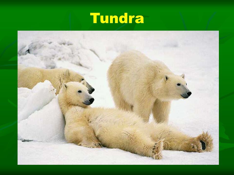 Tundra