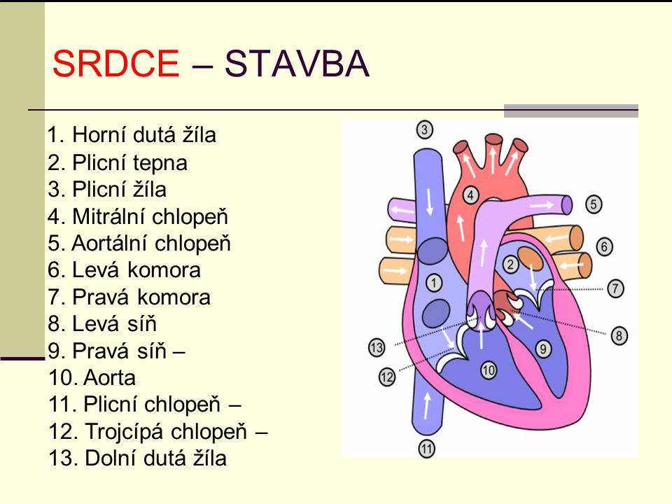 SRDCE – STAVBA 2. Plicní tepna 3. Plicní žíla 4. Mitrální chlopeň