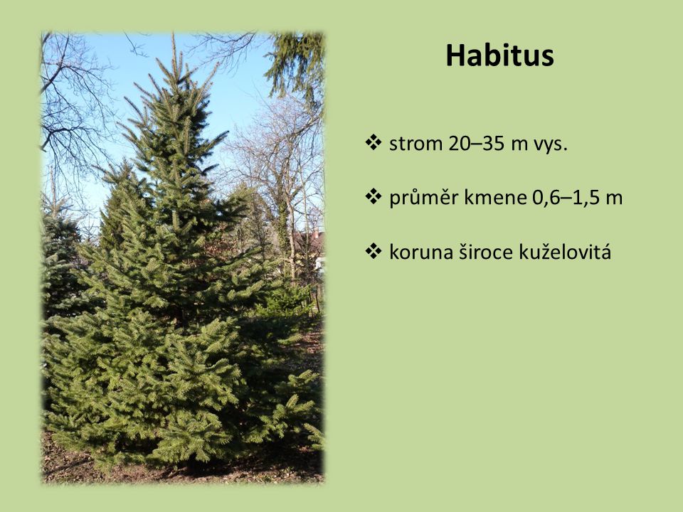Habitus strom 20–35 m vys. průměr kmene 0,6–1,5 m