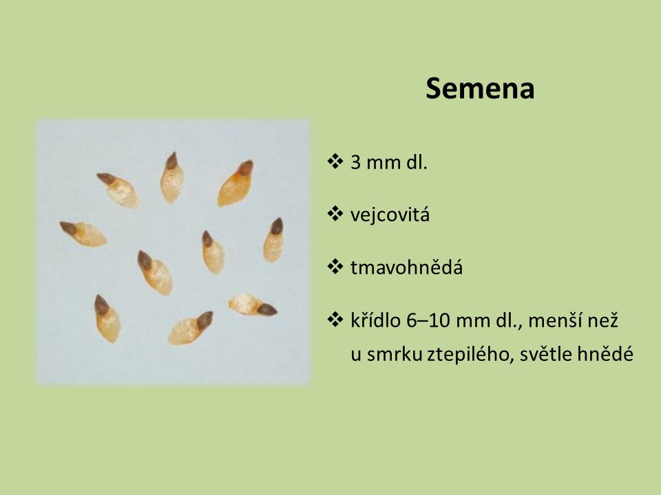 Semena 3 mm dl. vejcovitá tmavohnědá křídlo 6–10 mm dl., menší než