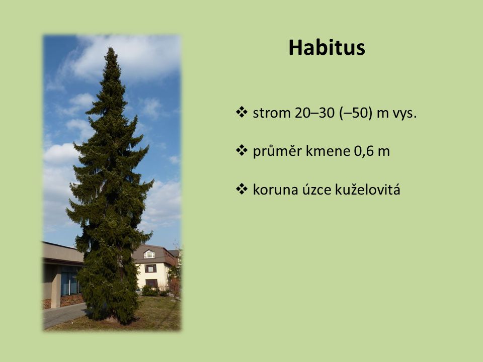 Habitus strom 20–30 (–50) m vys. průměr kmene 0,6 m