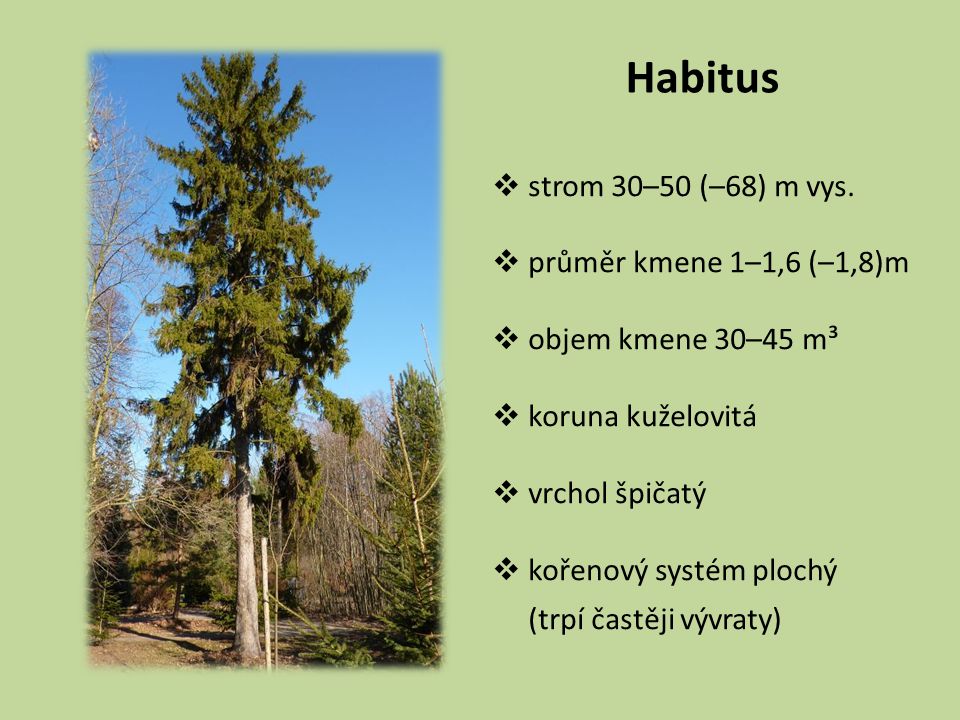 Habitus strom 30–50 (–68) m vys. průměr kmene 1–1,6 (–1,8)m