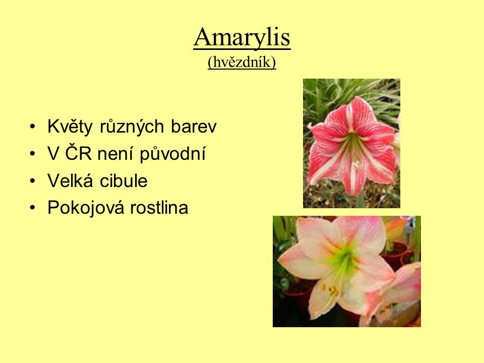 Amarylis (hvězdník) Květy různých barev V ČR není původní Velká cibule