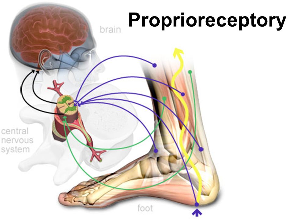 Proprioreceptory