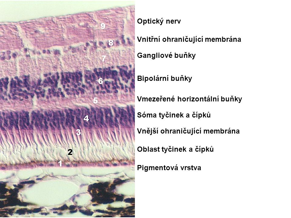 Optický nerv Vnitřní ohraničující membrána. Gangliové buňky. Bipolární buňky. Vmezeřené horizontální buňky.