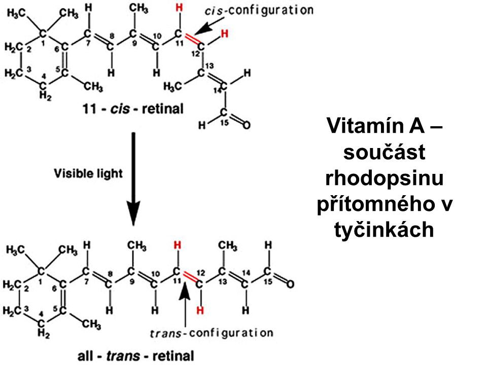 Vitamín A – součást rhodopsinu přítomného v tyčinkách