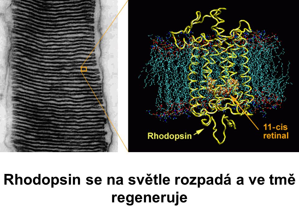 Rhodopsin se na světle rozpadá a ve tmě regeneruje