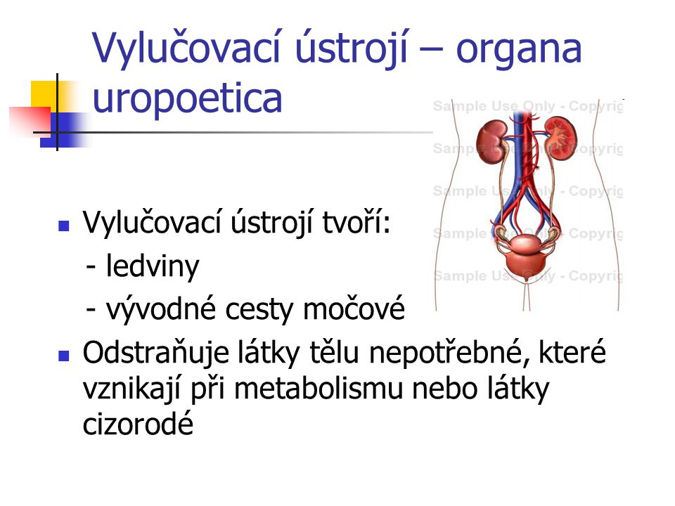 Vylučovací ústrojí – organa uropoetica