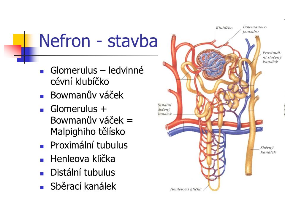 Nefron - stavba Glomerulus – ledvinné cévní klubíčko Bowmanův váček