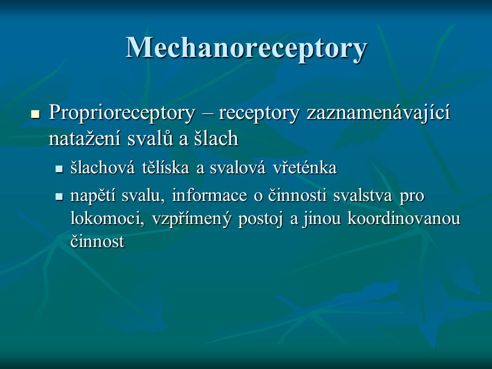 Mechanoreceptory Proprioreceptory – receptory zaznamenávající natažení svalů a šlach. šlachová tělíska a svalová vřeténka.